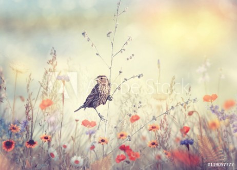Afbeeldingen van Field with wild flowers and a bird